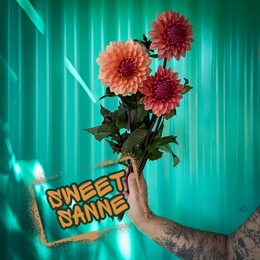 Sweet Sanne Dahlia Tuber Single