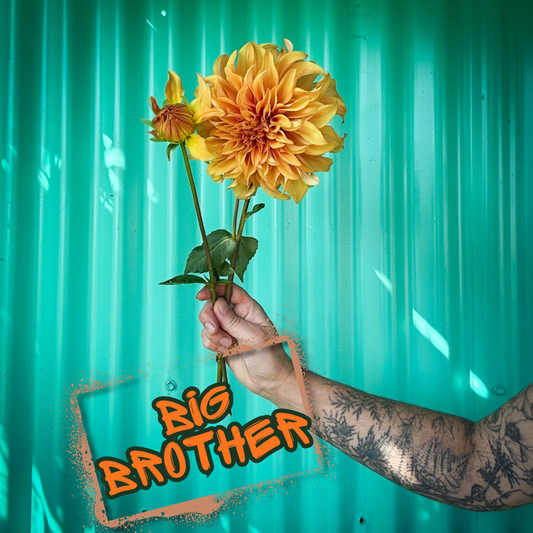 Big Brother Dahlia Tuber Clump