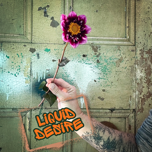 Liquid Desire Dahlia Tuber