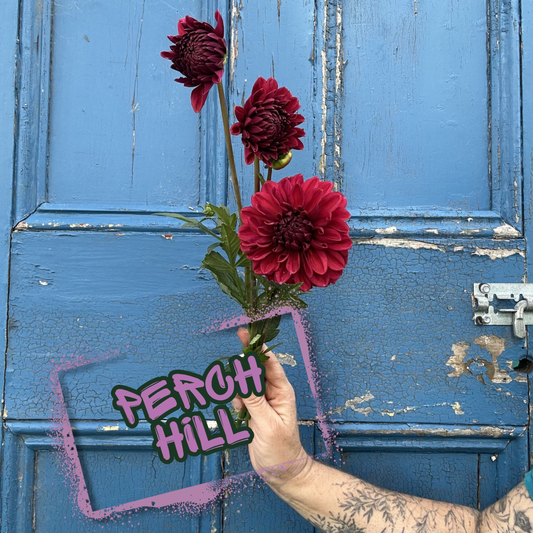 Perch Hill Dahlia Tuber