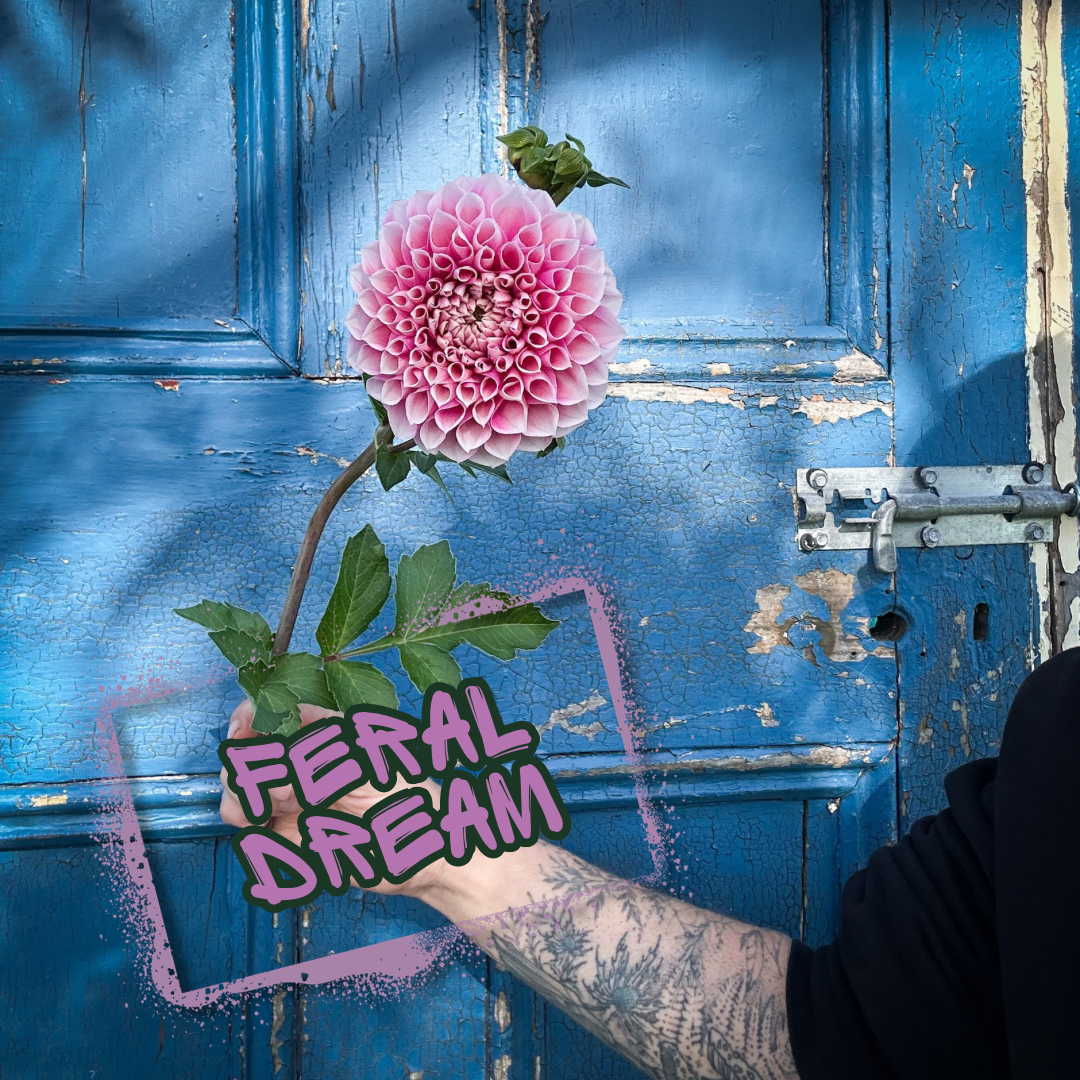 Feral Dream Dahlia Tuber