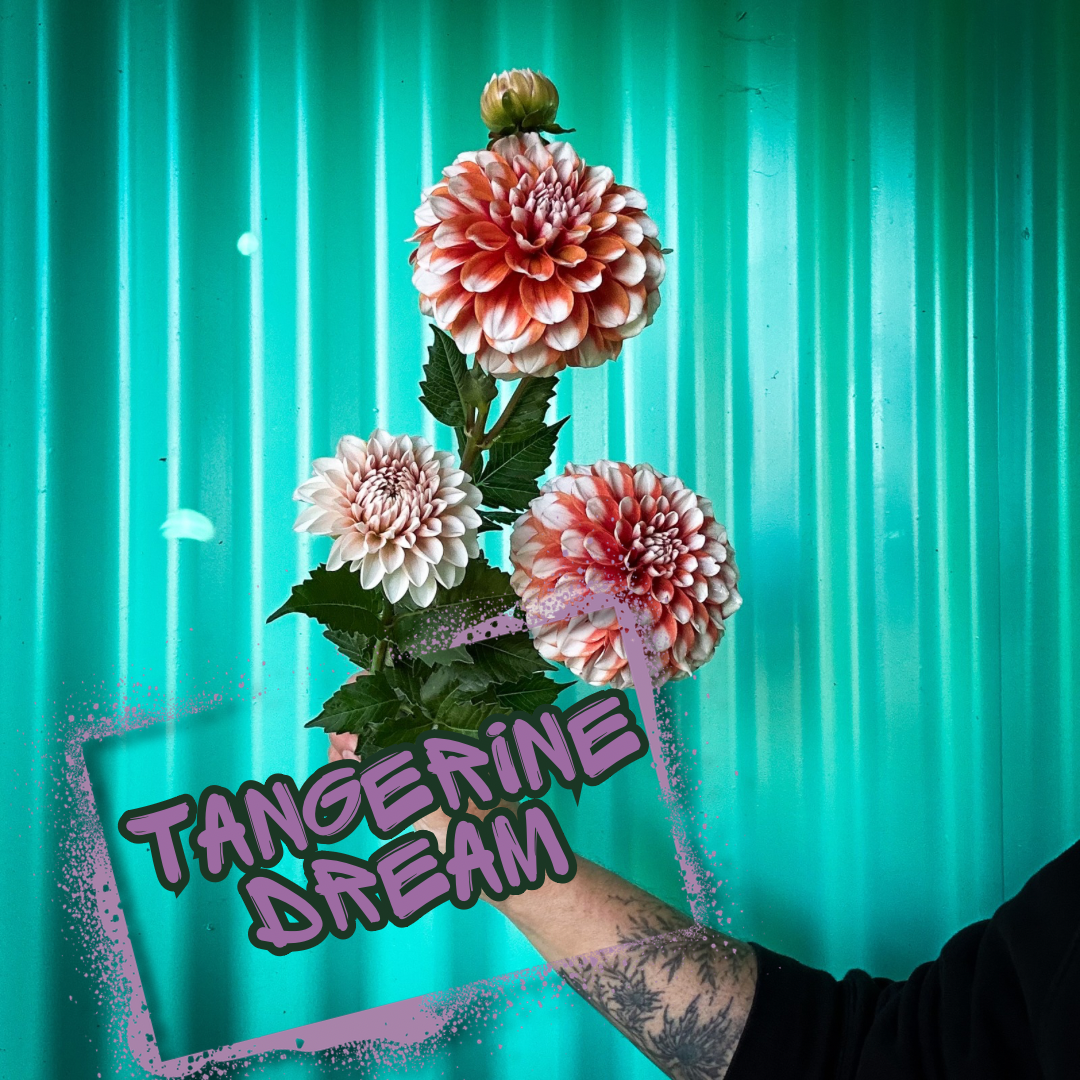 Floral arrangement with 'Tangerine Dream' text against a teal background