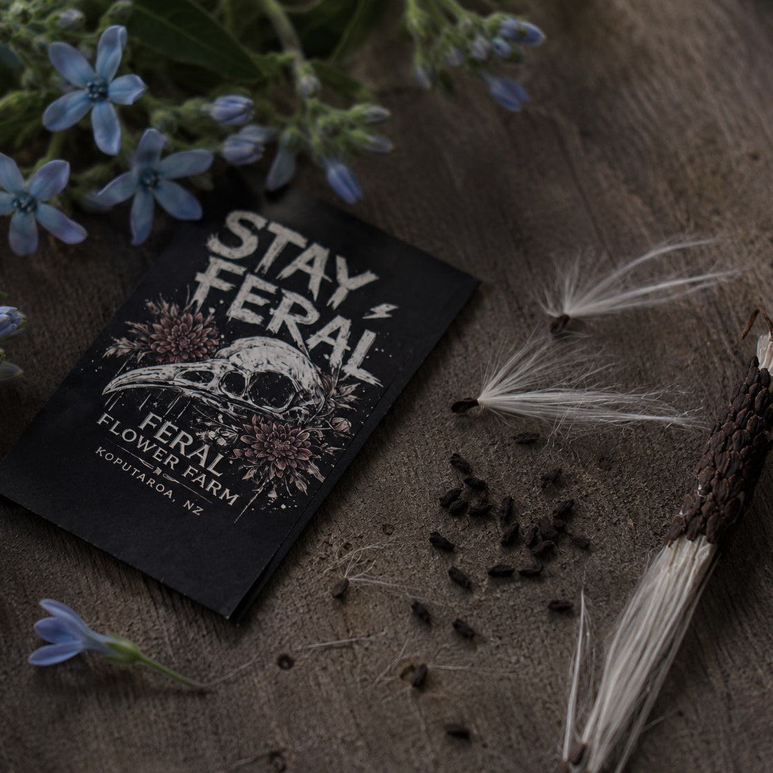 Feral Tweedia Seeds